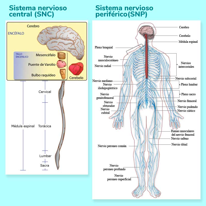 Partes del sistema nervioso