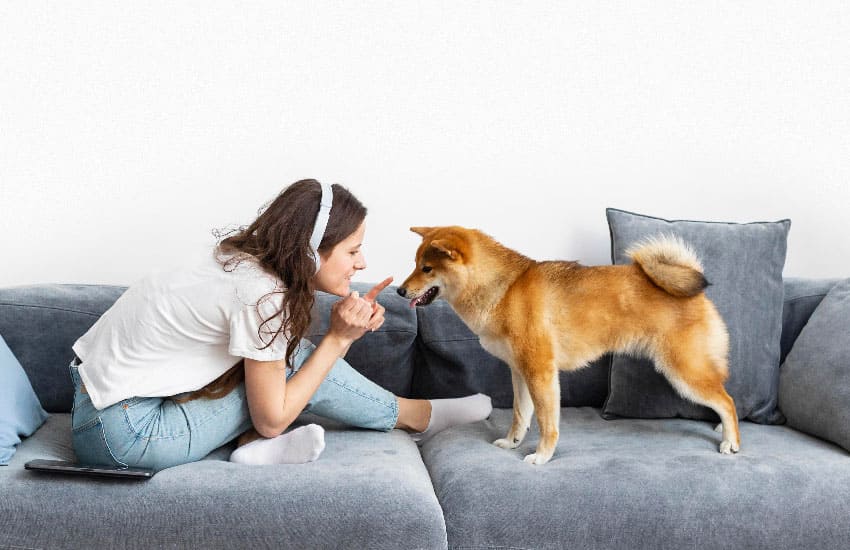 ¿Cuánto cuesta el veterinario sin seguro de mascotas?