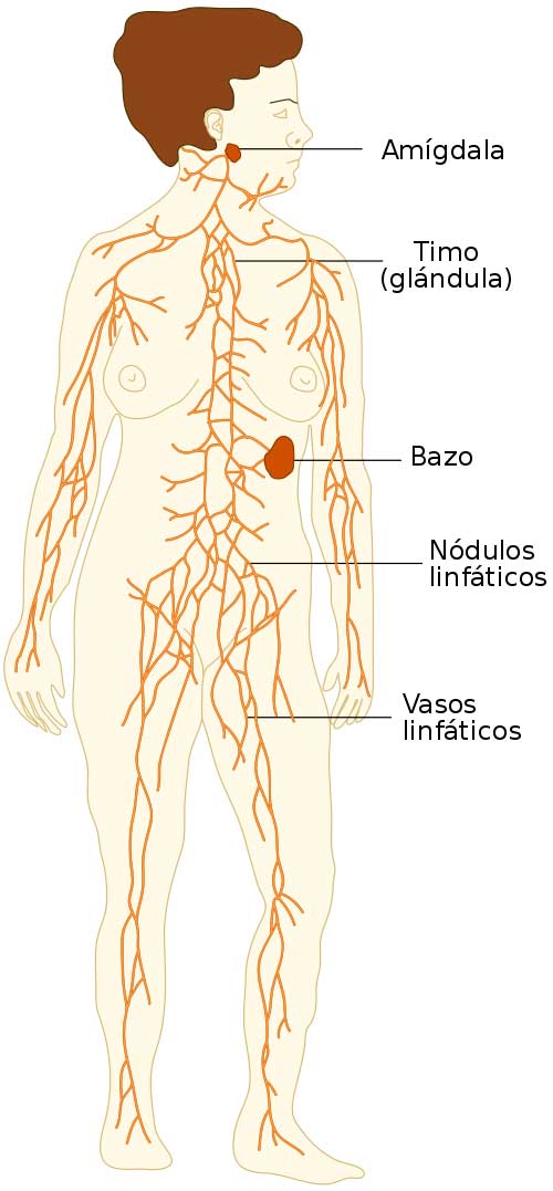 El sistema linfático