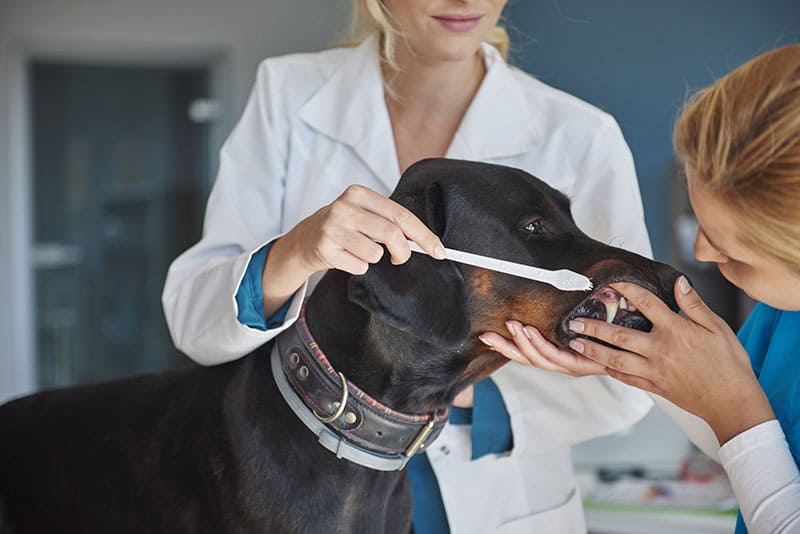 La importancia de la limpieza dental en perros