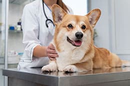 Seguro veterinario para perros y gatos