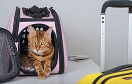 ¿Cómo viajar con tu mascota en avión?