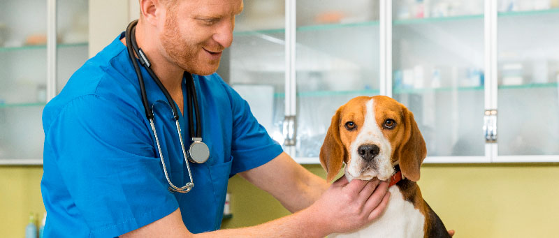 Veterinario con perro